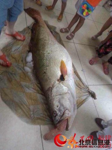 女婿端午节送岳父一条黄唇鱼 价值300多万(图)