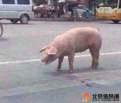 胖猪跳车逃跑照爆红：一场说走就走的旅行(图)