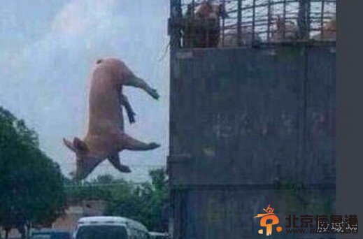 胖猪跳车逃跑照爆红：一场说走就走的旅行(图)