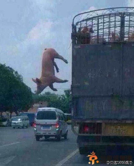 胖猪跳车逃跑完美“越狱” 网友:不自由毋宁死（组图）