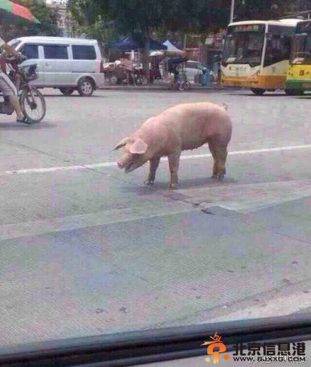 胖猪跳车逃跑完美“越狱” 网友:不自由毋宁死（组图）