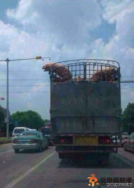 胖猪跳车逃跑完美“越狱” 网友:不自由毋宁死（组图）