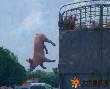 胖猪跳车逃跑步步惊心 神回复：一场说走就走的旅行【组图】