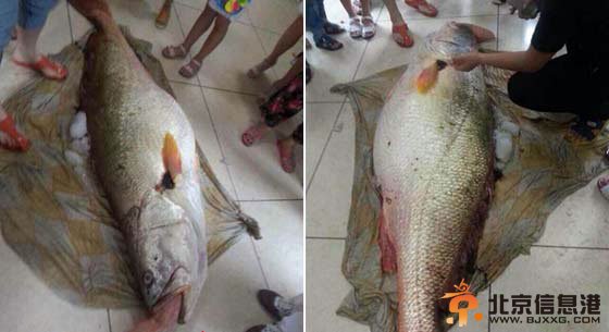 “中国好女婿”端午节送岳父价值300万元黄唇鱼 