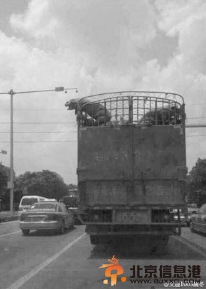 八戒越狱 胖猪跳车三藏知道吗？网友神回复：猪兄玩一场说走就走的旅行 