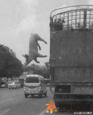 八戒越狱 胖猪跳车三藏知道吗？网友神回复：猪兄玩一场说走就走的旅行 