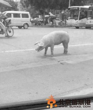 八戒越狱 胖猪跳车三藏知道吗？网友神回复：猪兄玩一场说走就走的旅行 