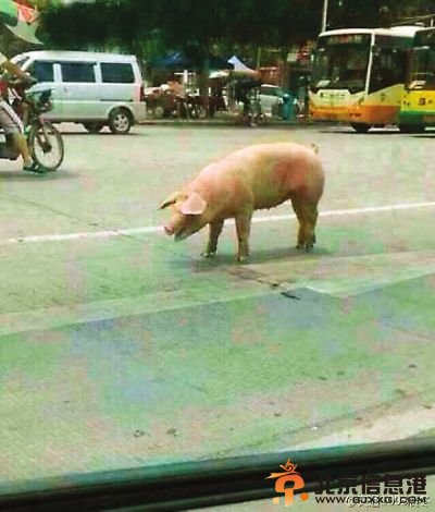 “越狱猪”红了！网友神回复：不自由毋宁死