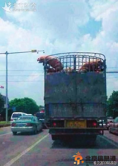 “越狱猪”红了！网友神回复：不自由毋宁死