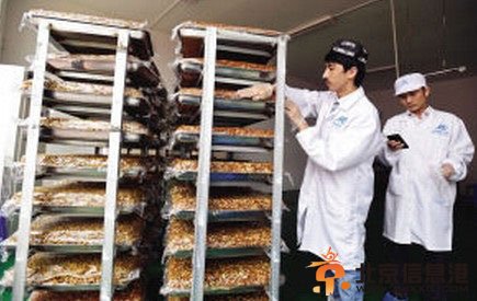 新疆小伙卖切糕日赚十万 致富圣品新疆切糕羡煞小伙伴！