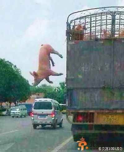 越狱猪飞奔爆笑图走红 网友吐槽：八戒不是不一般的猪 