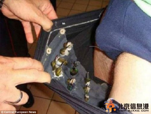 一名男子企图用内裤携带66只小鸟前往美国
