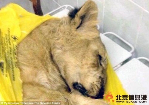 女子将75公斤重狮子带上火车 谎称是家猫(图)