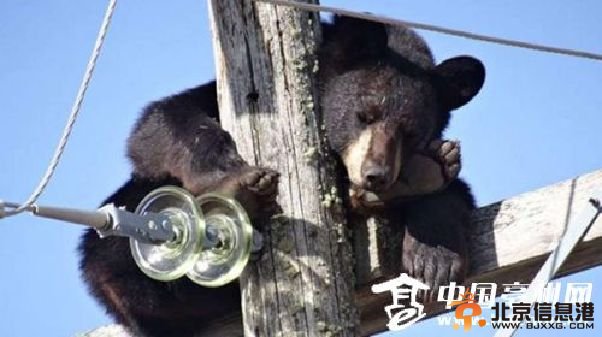 黑熊被猎狗赶上电线杆 筋疲力尽竟酣睡(图)