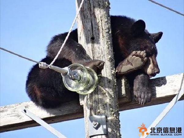 黑熊被猎狗赶上电线杆 筋疲力尽竟酣睡(图)