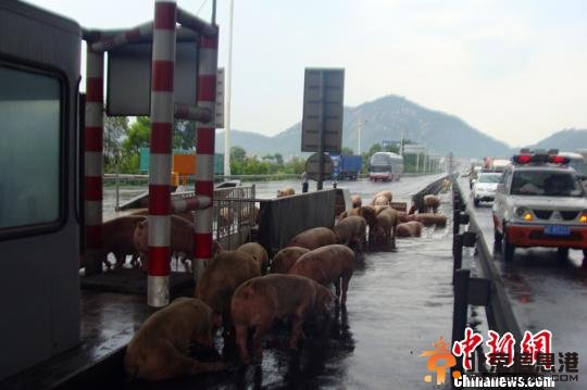 雨天路滑运猪车侧翻30多头猪仔上演“高速漫步”