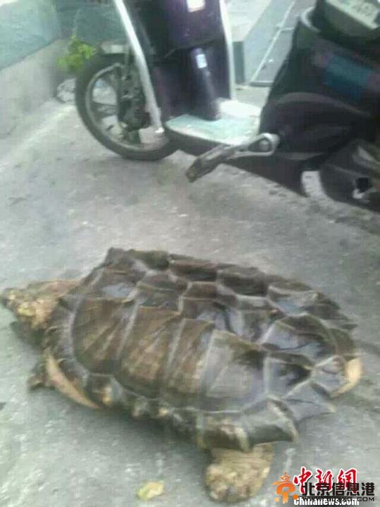河北阜平现世界濒危野生动物鳄龟 重约50斤(图) 