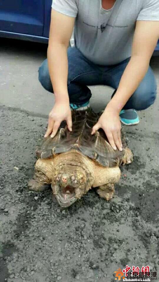 河北阜平现世界濒危野生动物鳄龟重约50斤（图）