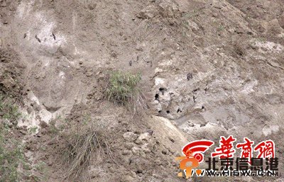 陕西推土机毁燕子窝 政府保护燕子窝的承诺打水漂