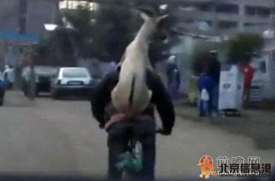 山羊骑主人实在是逆天了 萌物淡定骑主人被赞“淡定羊”