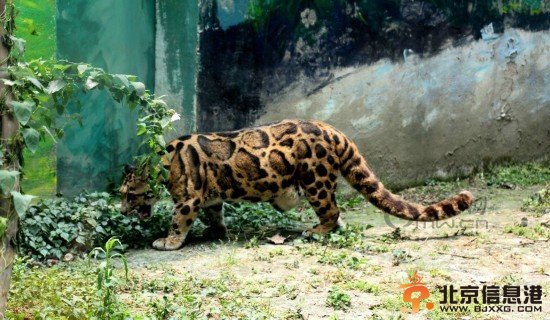 成都动物园云豹因太胖遭围观 网友呼吁减肥