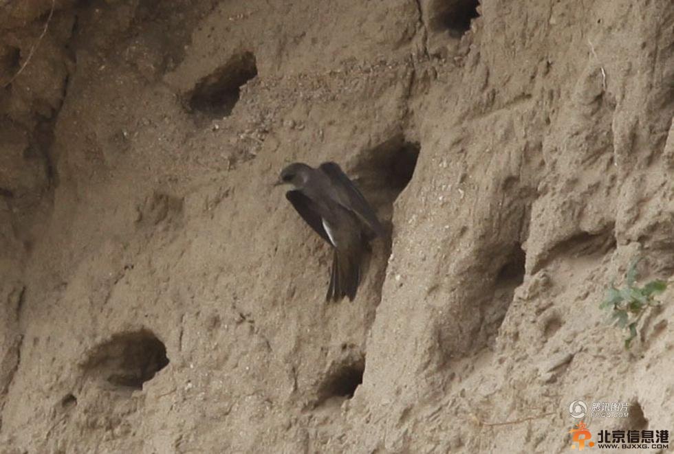 陕西推土机摧毁150个燕子窝 活埋雏燕【组图】