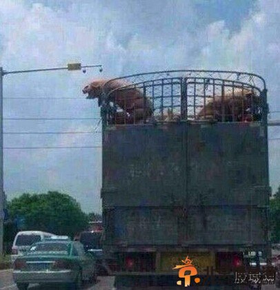 胖猪跳车逃跑照爆红：宁死也要得到自由令人佩服【组图】