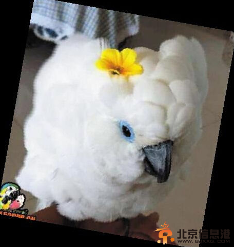 鹦鹉糖糖得抑郁症拔光自己羽毛 主人怀孕被冷落受不了