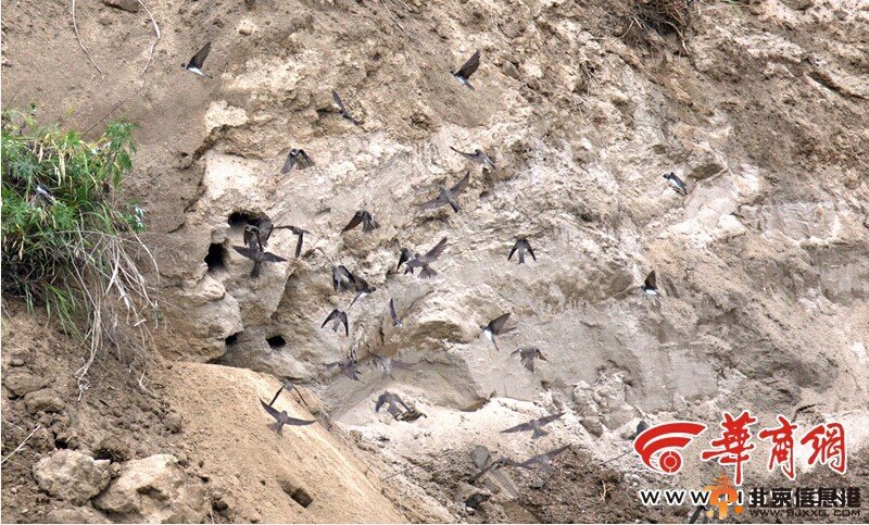 陕西推土机摧毁上百燕子窝 活埋众多雏燕