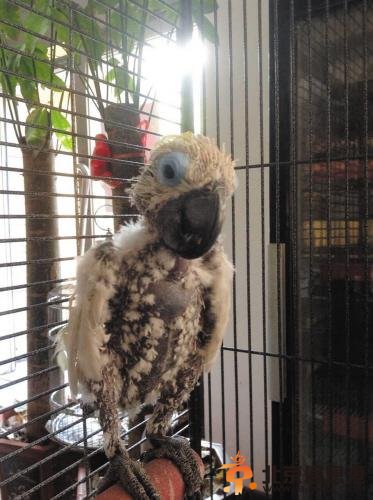 鹦鹉糖糖患抑郁症拔毛成秃子 好心人为糖糖找对象