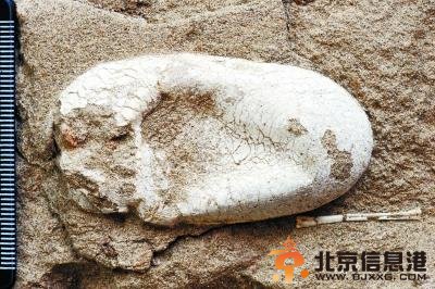 天山现哈密翼龙化石 哈密翼龙家族因突发风暴覆灭