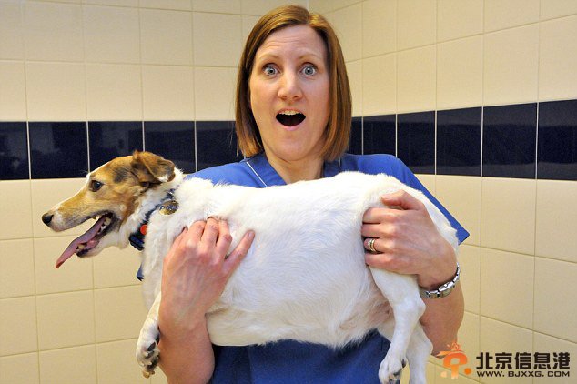 英肥胖宠物瘦身大赛热闹开场 胖狗肥猫萌翻天（组图）