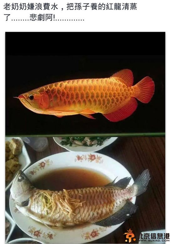 奶奶嫌孙子养鱼费水 把价值10万的红龙鱼蒸了
