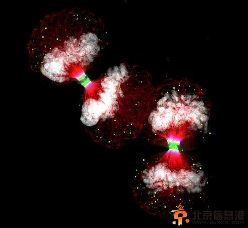 清华取得重大突破：人类有望饿死癌细胞