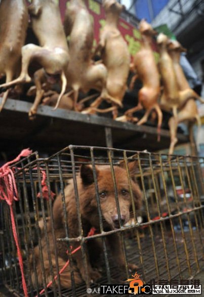广西玉林狗肉节宰杀活狗 夏至日吃狗肉一年不感冒