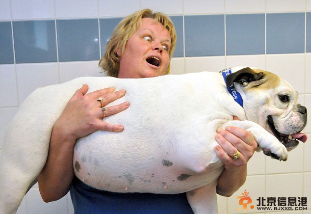 英肥胖宠物瘦身大赛热闹开场 胖狗肥猫萌翻天（组图）