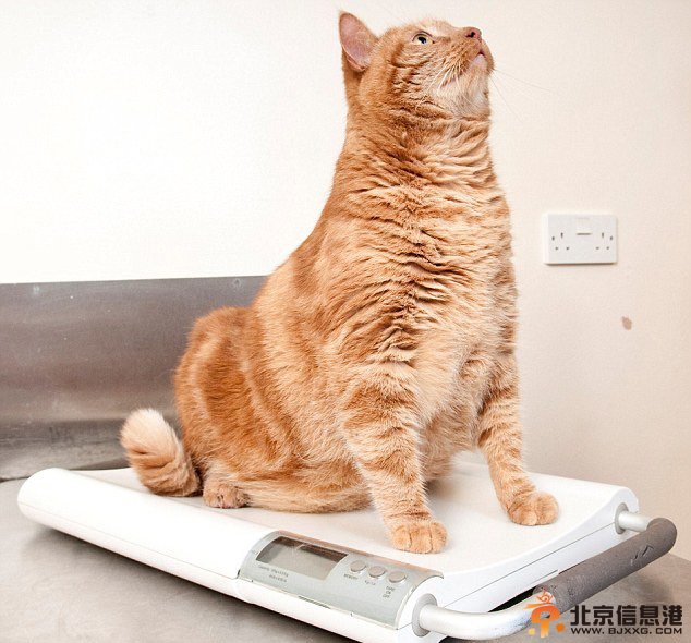 英肥胖宠物瘦身大赛热闹开场 胖狗肥猫萌翻天（组图）