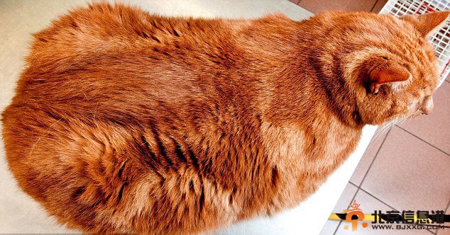 英肥胖宠物瘦身大赛热闹开场 胖狗肥猫萌翻天（组图）