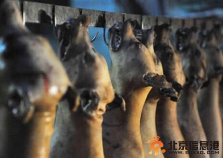 网友发起抵制6.21玉林狗肉节 6.21广西玉林狗肉节由来是什么