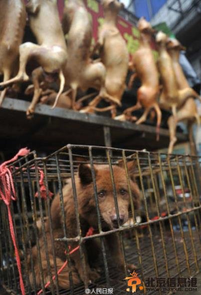 广西狗肉节万余只狗当街屠宰尸体遍地 尊重传统还是拒绝杀戮？