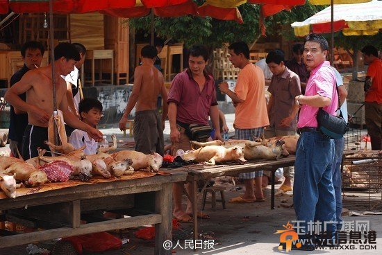 广西玉林荔枝狗肉节吃掉上万条狗 陈坤杨幂等明星微博呼吁抵制狗肉节