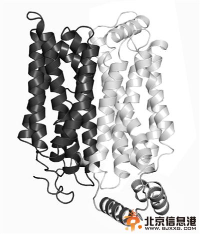 人类有望饿死癌细胞 通过特异阻断对癌细胞的葡萄糖供应