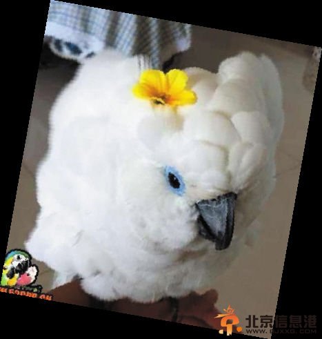 鹦鹉糖糖也有争宠意识 为博主人青睐不惜自拔羽毛患上抑郁症