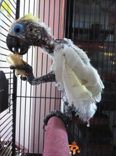 鹦鹉糖糖也有争宠意识 为博主人青睐不惜自拔羽毛患上抑郁症