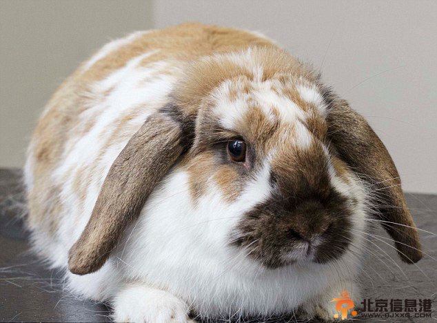 英肥胖宠物瘦身大赛热闹开场 胖狗肥猫萌翻天（组图）