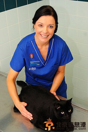 英肥胖宠物瘦身大赛热闹开场 胖狗肥猫萌翻天（组图）