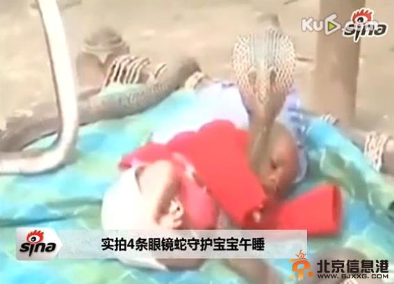 印度父母真强悍！实拍4条眼镜蛇守护婴儿睡觉胆颤心惊