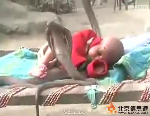 印度父母真强悍！实拍4条眼镜蛇守护婴儿睡觉胆颤心惊