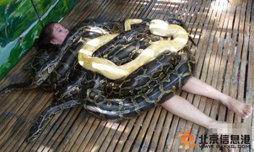 菲律宾巨蟒按摩玩的绝对是心跳 5米大蟒蛇缠绕全身