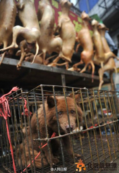 广西玉林狗肉节一天吃万只狗 狗肉节上肉狗来源引担忧